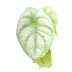 Baby Alocasia baginda Silver Dragon